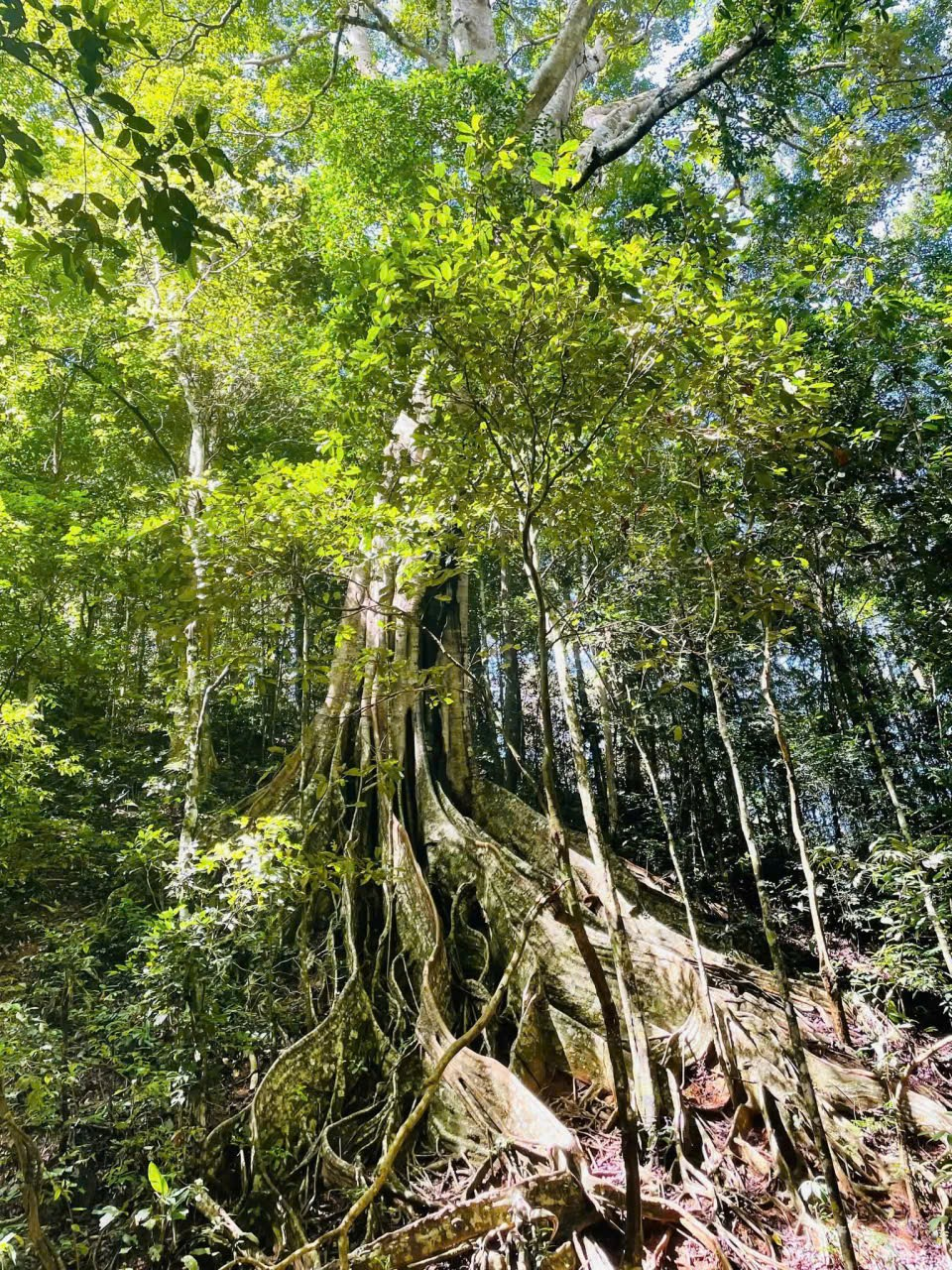 KonKaKin200326